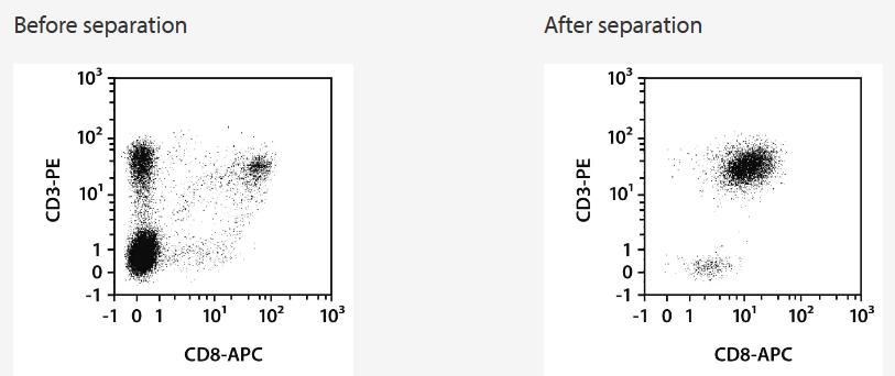 Separation of a whole blood sample using the StraightFrom Whole Blood CD8 MicroBeads and the MultiMACS Cell24 Separator Plus with the Single-Column Adapter and Whole Blood Columns without washing step after labeling. Unlysed cells were fluorescently stained with CD3-PE, CD8‑APC, as well as CD45‑VioBlue and analyzed by flow cytometry using the MACSQuant Analyzer. Cells were triggered via CD45-VioBlue, cell debris and dead cells were excluded from the analysis based on scatter signals and propidium iodide fluorescence.